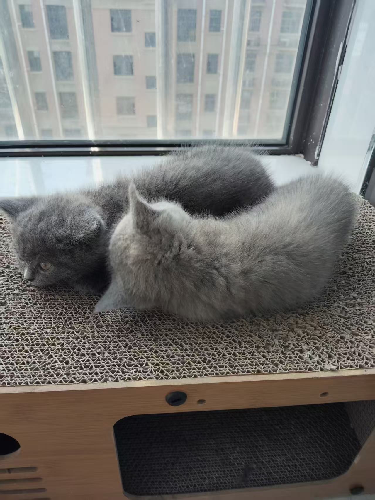 英短蓝猫,两只可挑,抱窝优惠